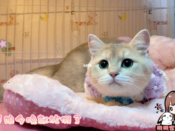 天津宠物猫咪寄养家庭式宠物寄养