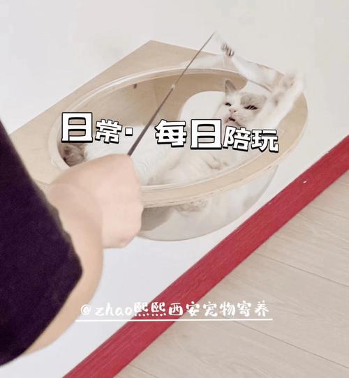 御锦城猫咪寄养指南,超详细!