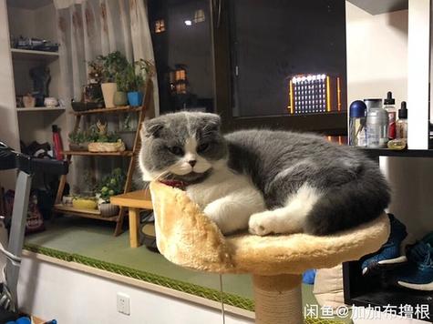 上海嘉定宠物节日猫喵寄养