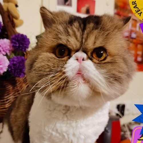 我爱我猫寄养图片