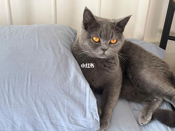 猫咪寄养  #过年猫咪寄养  #过年猫咪寄养北京  #宠物寄养