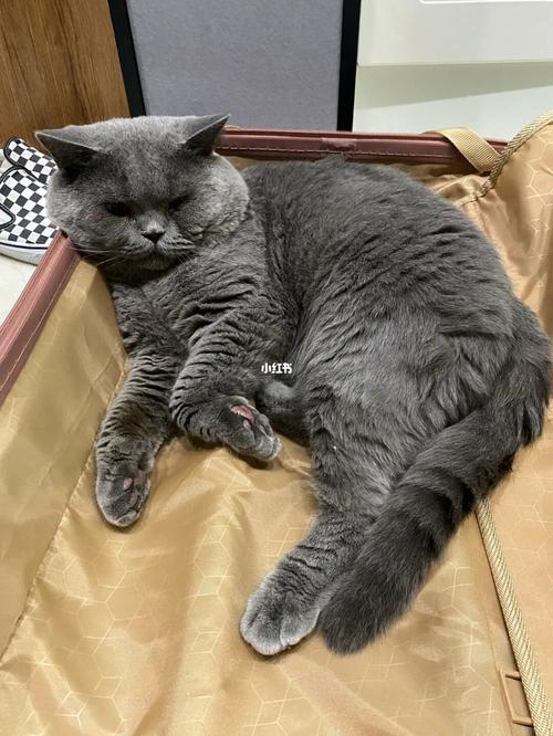 猫咪寄养后&hellip;&hellip;_猫咪_装修_宠物_宠物寄养_宠物_猫_晒猫