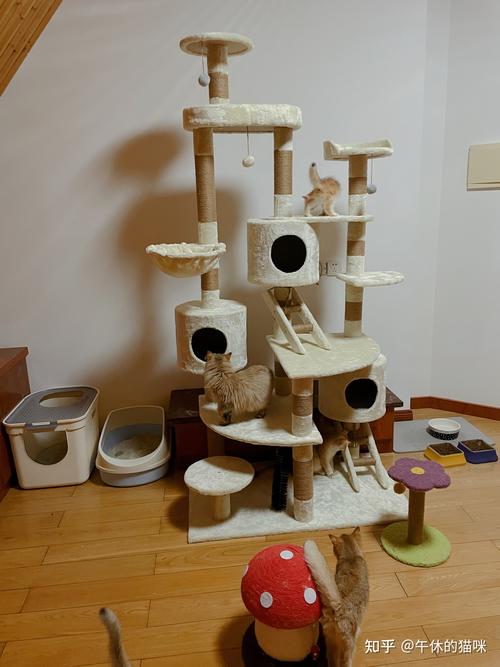 宁波猫咪家庭寄养 ,宠物上门喂养该怎么选?