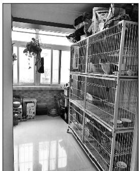 &ldquo;家庭寄养宠物&rdquo;走红背后有隐忧:宠物猫每天20元