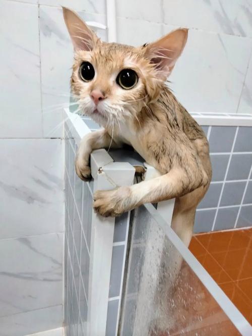 宠物猫咪#猫咪洗护#猫咪寄养#记录猫咪日常#猫洗澡#宠物用品推荐#又是