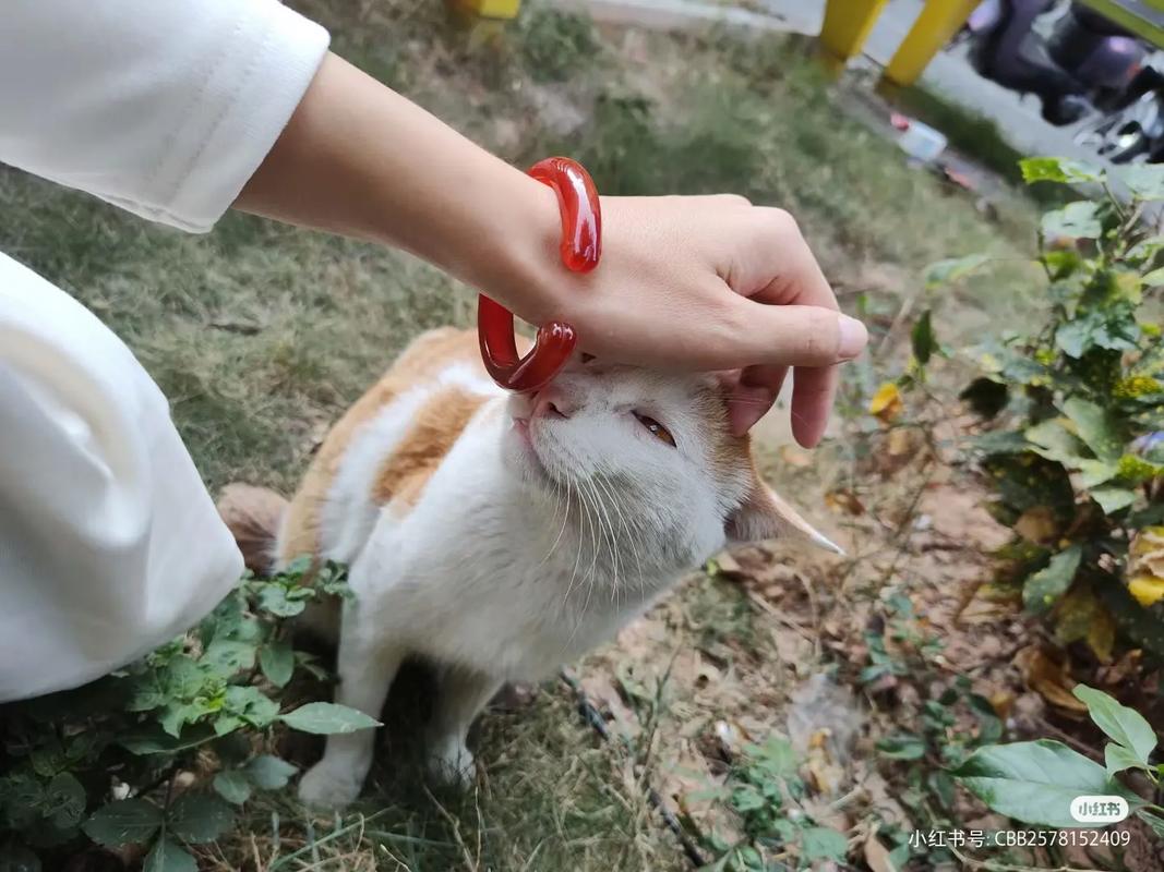 大橘尾巴受伤治疗记 #狗狗 #流浪猫 #猫 #宠物上门喂养 #宠物寄养